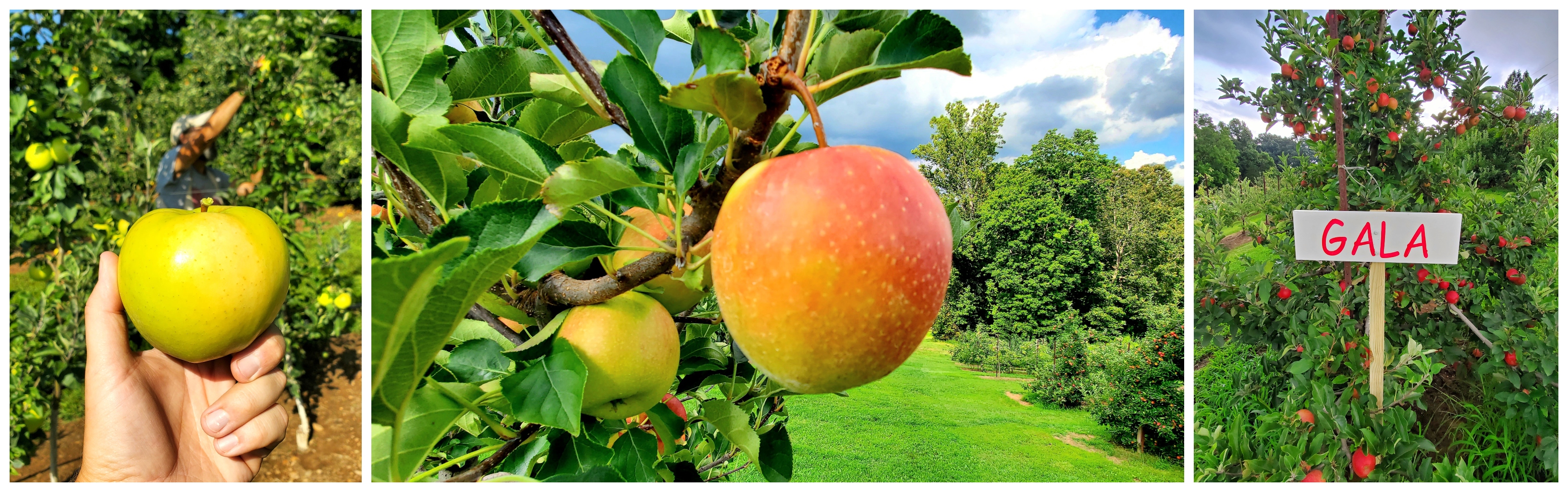 Apple collage.jpg